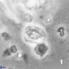 Isocrystallithus partitum 7618