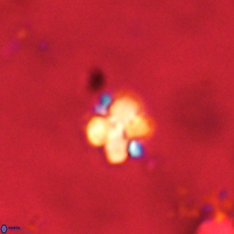 Octolithus multiplus VR 01751
