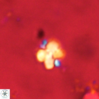 Octolithus multiplus VR 01751