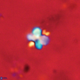 Octolithus multiplus VR 01752