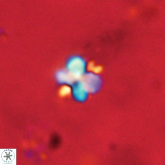 Octolithus multiplus VR 01752
