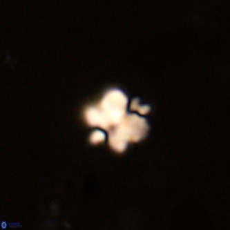 Octolithus multiplus VR 01753