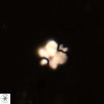 Octolithus multiplus VR 01753