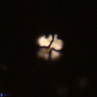 Octolithus multiplus VR 01754