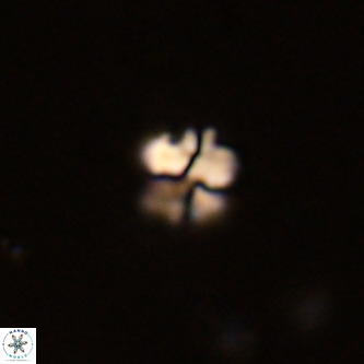 Octolithus multiplus VR 01754