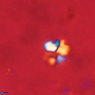 Octolithus multiplus VR 01755