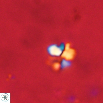 Octolithus multiplus VR 01755