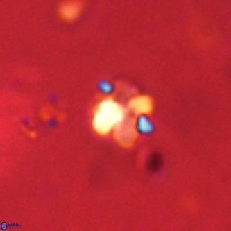 Octolithus multiplus VR 01756