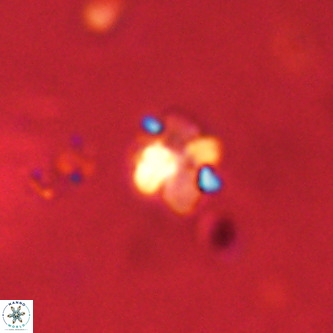 Octolithus multiplus VR 01756