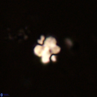 Octolithus multiplus VR 01757