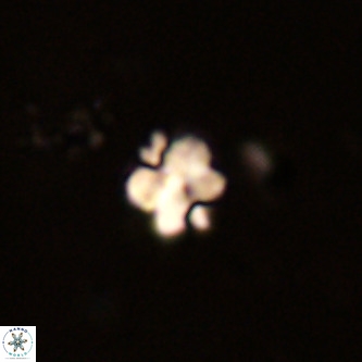 Octolithus multiplus VR 01757