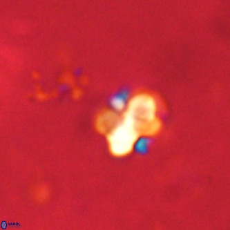 Octolithus multiplus VR 01758