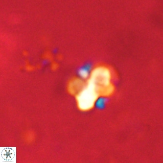 Octolithus multiplus VR 01758