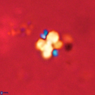 Octolithus multiplus VR 01759