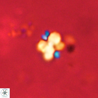 Octolithus multiplus VR 01759