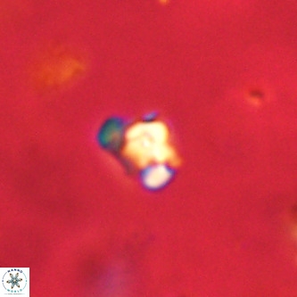 Octolithus multiplus VR 01846