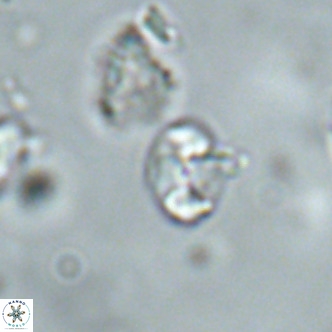 Octolithus multiplus VR 01849