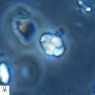 Octolithus multiplus VR 01852