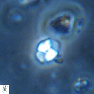 Octolithus multiplus VR 01855