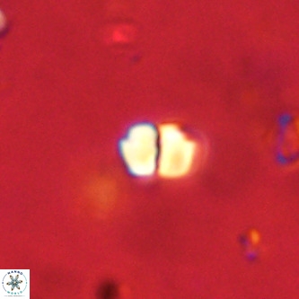 Octolithus multiplus VR 01859