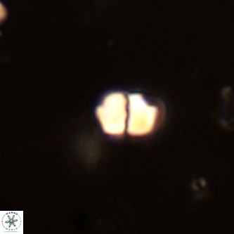 Octolithus multiplus VR 01860