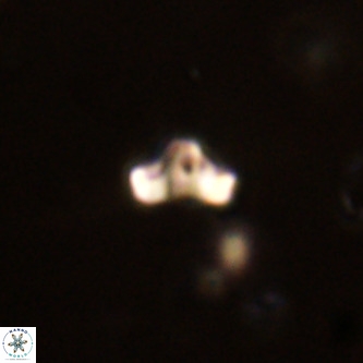Octolithus multiplus VR 01861