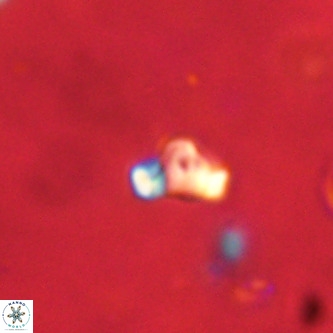 Octolithus multiplus VR 01862