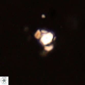 Octolithus multiplus VR 01824