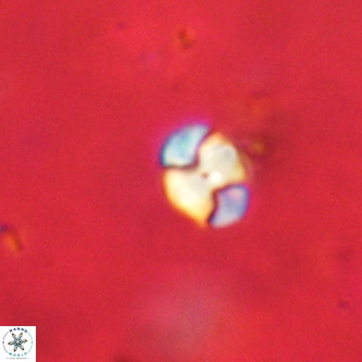 Octolithus multiplus VR 01826