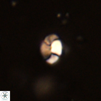 Octolithus multiplus VR 01828