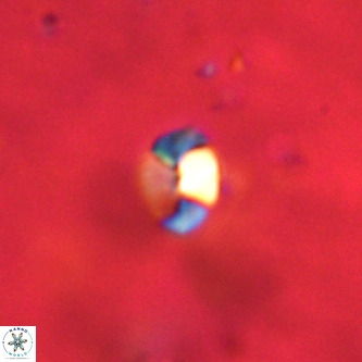 Octolithus multiplus VR 01829