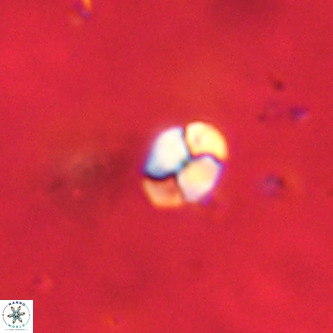 Octolithus multiplus VR 01830