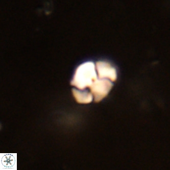 Octolithus multiplus VR 01832