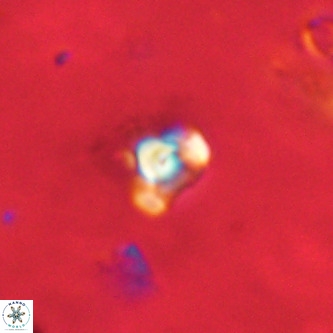 Octolithus multiplus VR 01836