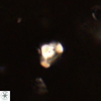 Octolithus multiplus VR 01837