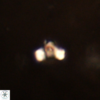 Octolithus multiplus VR 01838