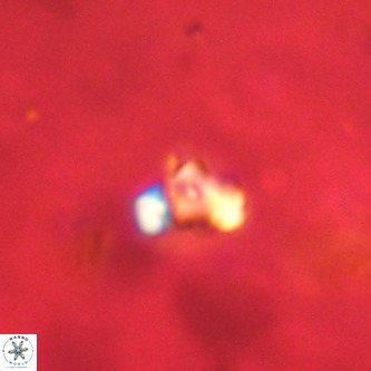Octolithus multiplus VR 01839