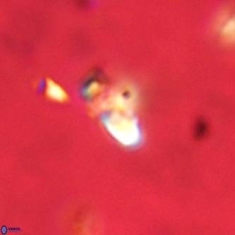 Octolithus multiplus VR 02040