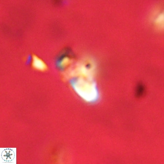 Octolithus multiplus VR 02040
