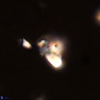 Octolithus multiplus VR 02041