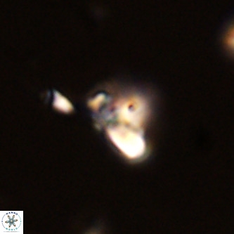 Octolithus multiplus VR 02041