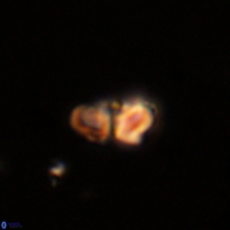 Octolithus multiplus VR 02042