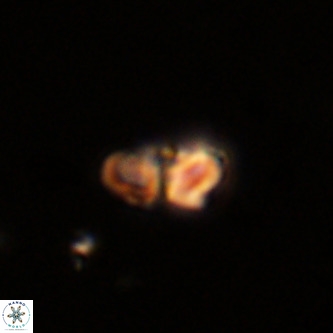 Octolithus multiplus VR 02042