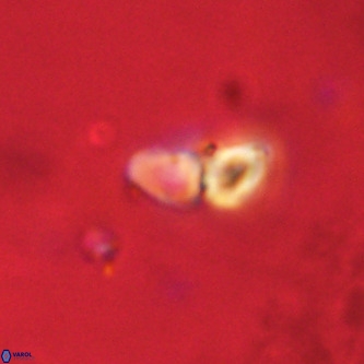 Octolithus multiplus VR 02043