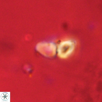 Octolithus multiplus VR 02043