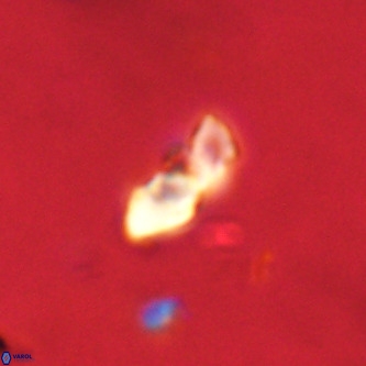Octolithus multiplus VR 02044