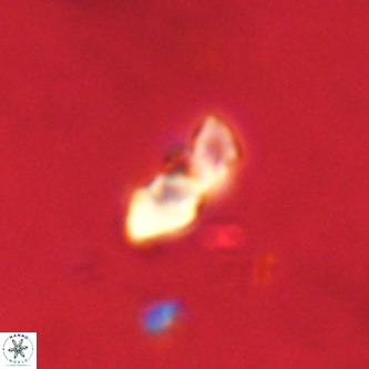 Octolithus multiplus VR 02044