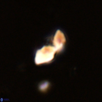 Octolithus multiplus VR 02045