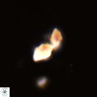 Octolithus multiplus VR 02045