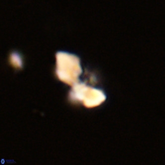 Octolithus multiplus VR 02046